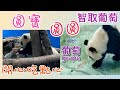 [大貓熊]圓圓智取葡萄 ,圓寶賞吃點心,Taipei Zoo,台北動物園貓熊