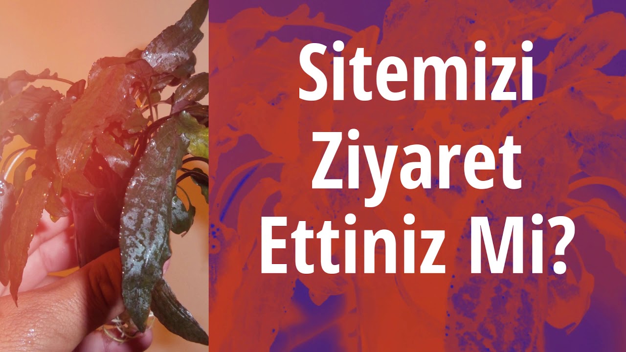 Akvared Akvaryum Bitkileri - Cryptocoryne wendtii brown