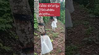 2.65ഏക്കർ റബ്ബർ തോട്ടം 29ലക്ഷം രൂപയ്ക്ക് | 2.65acre rubber plot @29lakh #rubberplot #buildingplot