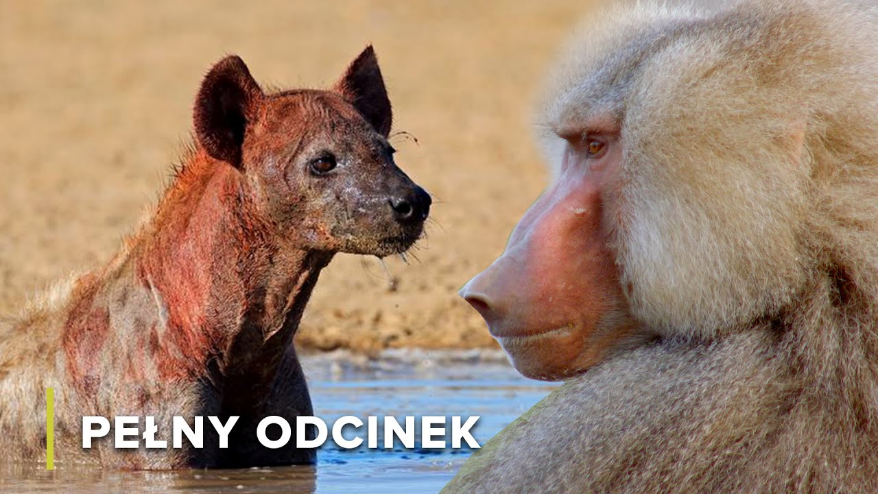 Władcy Afryki: Lwy, Hieny i Baboony | Ikony Dzikiej Przyrody 107+108