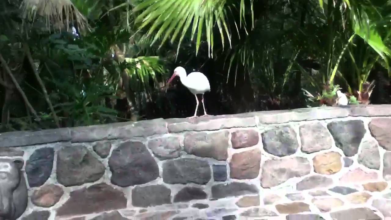 American white ibises by sallysvideo 