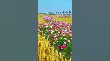 Cánh đồng hoa sao nhái thật đẹp #hoadep #vuonhoa #canhdong #bautroi #vuonhoanho #xuhuong