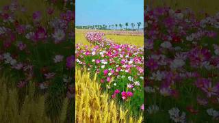 Cánh đồng hoa sao nhái thật đẹp #hoadep #vuonhoa #canhdong #bautroi #vuonhoanho #xuhuong