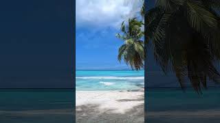 Saona Island 🏖: where waves kiss the shore, and the birds serenade the sky 🇩🇴#travel #beach #holiday