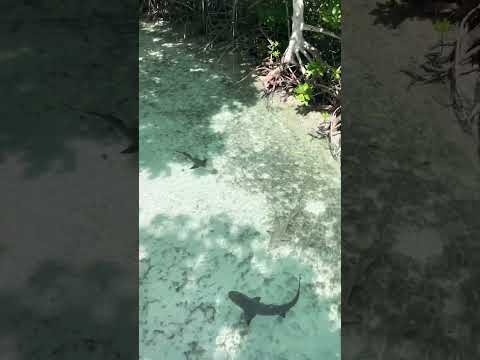 FLAMINGO BEACH LEMON SHARKS ARE VERY WELL PROTECTED