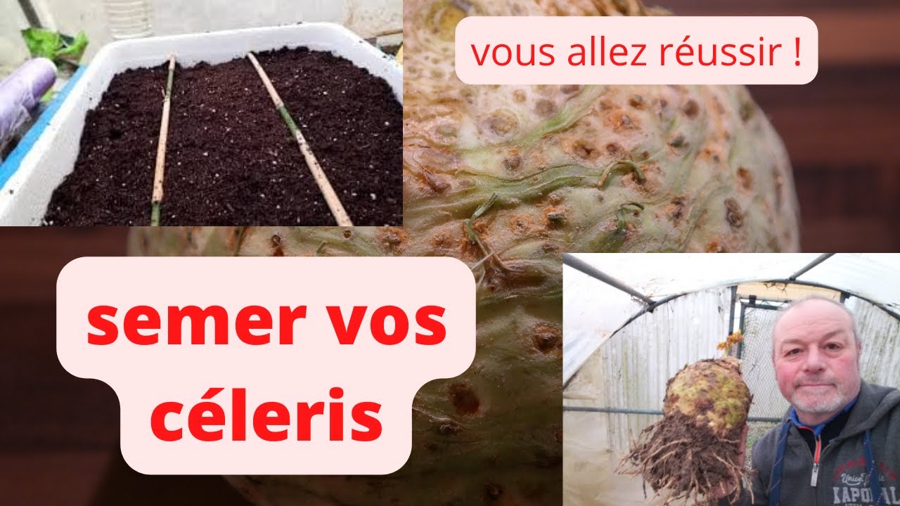 comment semer vos céleris rave ?