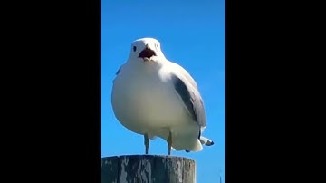 Thumbnail of Screaming Seagull (Original)