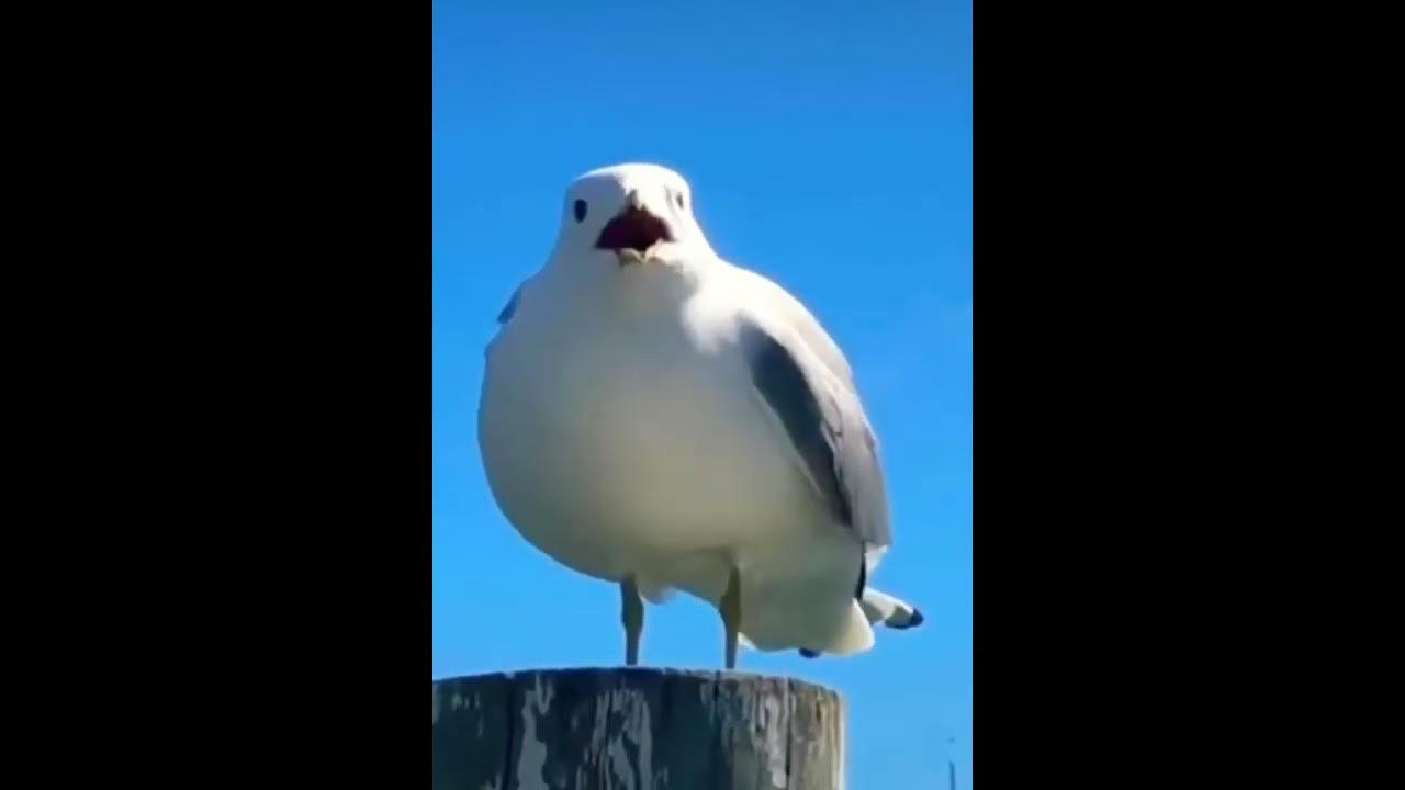 Screaming Seagull (Original) Screaming Seagull (Original)