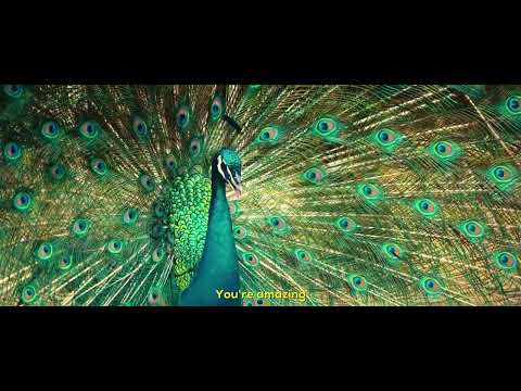 WONDERFUL WONDER (Video trailer)