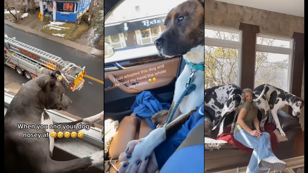 My dog should learn something new from these videos