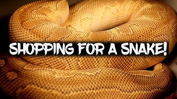 Shopping for your next ball python!