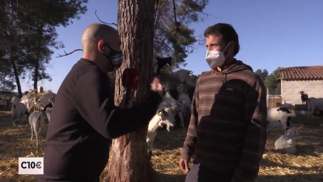 #10COMARQUES: Un jove ramader d’Horta de Sant Joan cria la Cabra Blanca de Rasquera