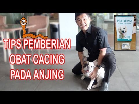 Video: Apakah Flea & Tick Shampoo Bunuh Tungau pada Anjing?