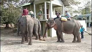 Kaziranga National Park India ll Elephant counting 2024 ll কাজিৰঙাৰ প্ৰকাণ্ড হাতী