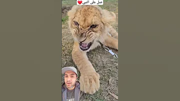 أغرب صوت صغير الأسد الشبل المرعب كل أفكارك عنه هتتغير Shorts Lion Simba 