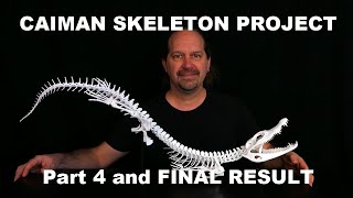 Caiman Skeleton Project - Part 4 and Final Result / Science Taxidermy Real Skeleton Articulation