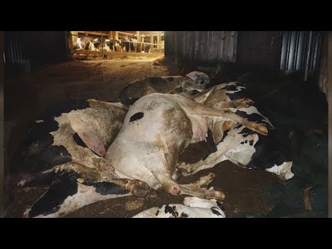 Video: Philippinen Führen Zu Härteren Strafen Für Tierquälerei Inmitten Des Aufschreis Von „Crush Video“