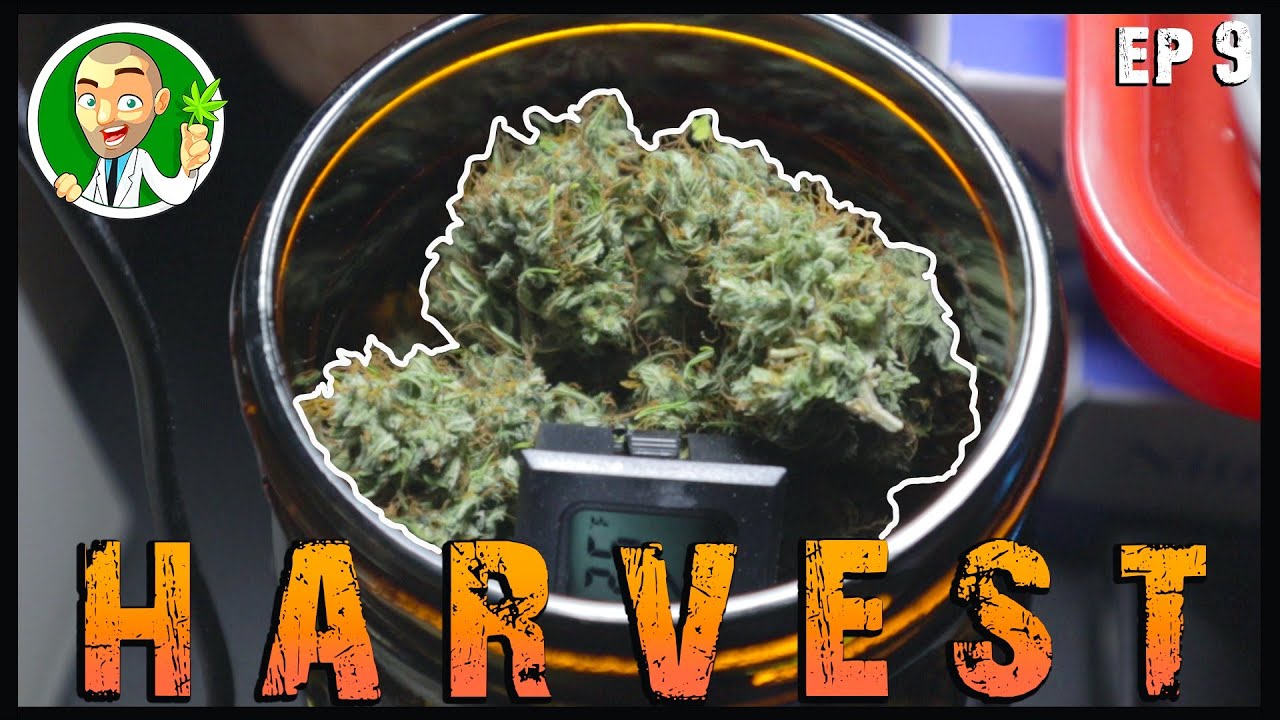 HARVEST TIME! / Harvest three of our ILGM AutoFlowers! | Drying Trimming Curing | Weigh-in!