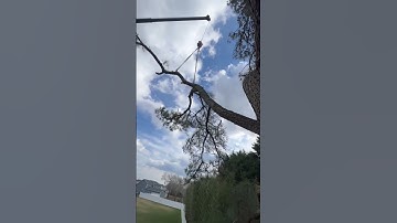 #crane #climber #treework #rigging #trees #arboriculture