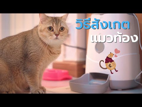 Ep.31 วิธีสังเกตแมวตั้งท้องว่ามีอาการอย่างไรบ้าง?