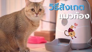 Ep.31 วิธีสังเกตแมวตั้งท้องว่ามีอาการอย่างไรบ้าง?