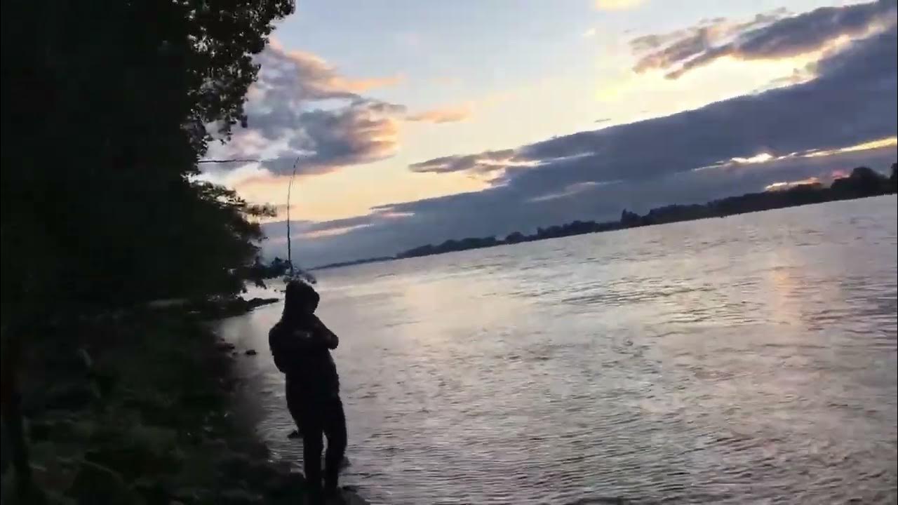 Salmon Fishing in BC 🎣Pink Salmon Season 🐟 Fraser River Fishing YouTube