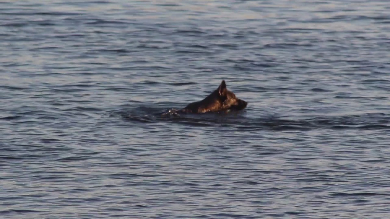 Recall command in water, dog training info YouTube