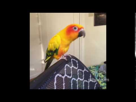 metal-bird