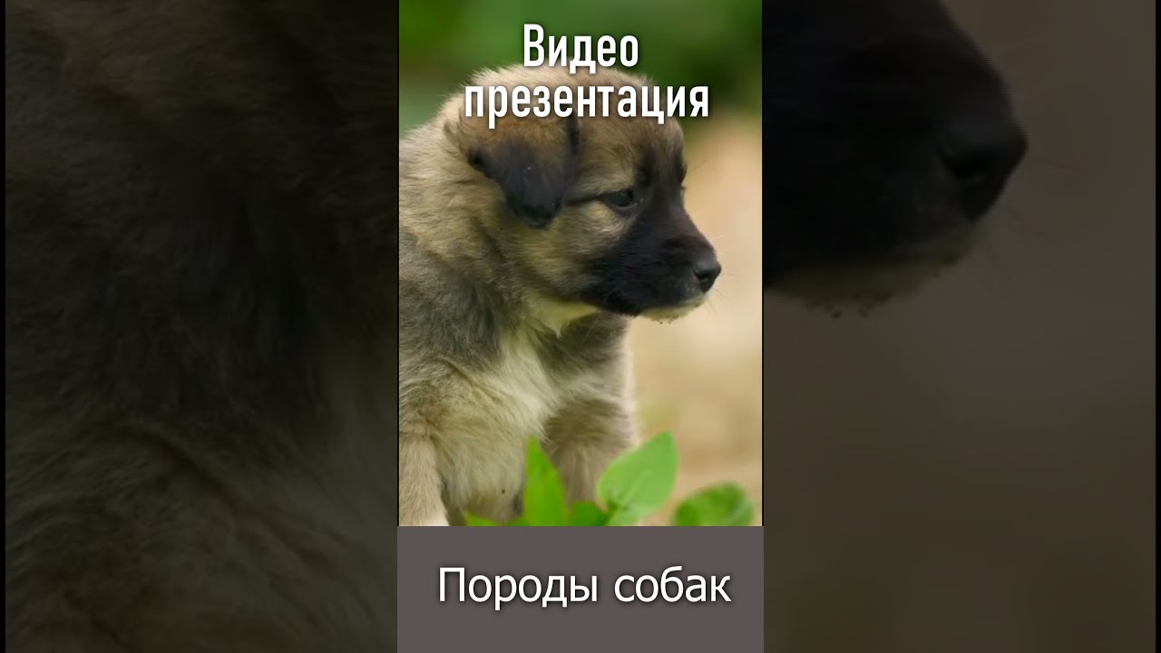 презентация пород собак для детей дошкольного возраста