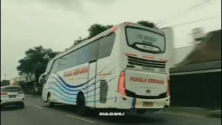 STORY BUS PAHALA KENCANA WHITE BULL TERBARU