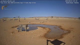 Cheetah surprise thirsty oryx