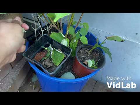 Video: Nhân giống Cây xô thơm Texas - Bạn có thể trồng cây giâm cành từ cây xô thơm Texas được không
