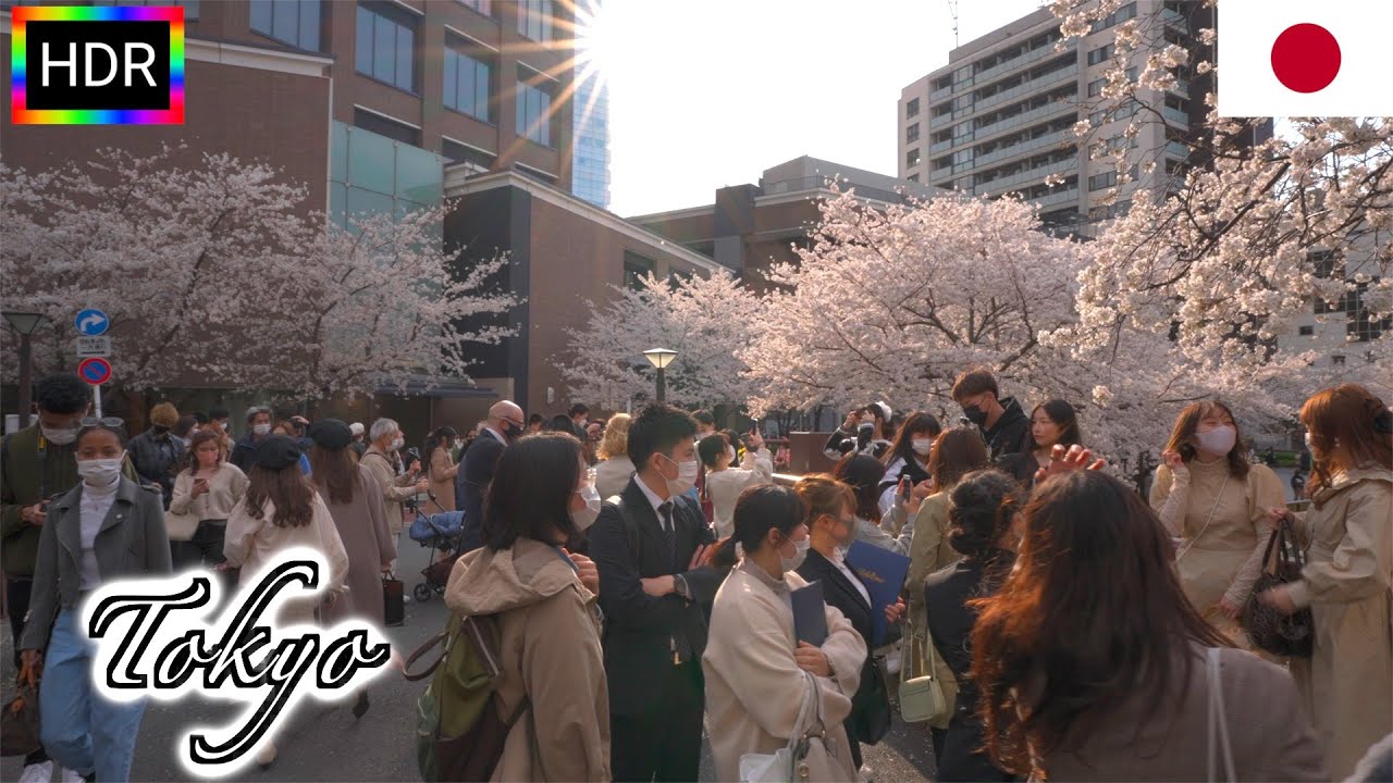 🇯🇵【4K HDR】Cherry blossoms along Meguro River | Tokyo Walk (March 2021)