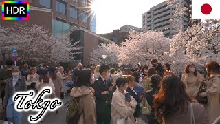🇯🇵【4K HDR】Cherry blossoms along Meguro River | Tokyo Walk (March 2021)