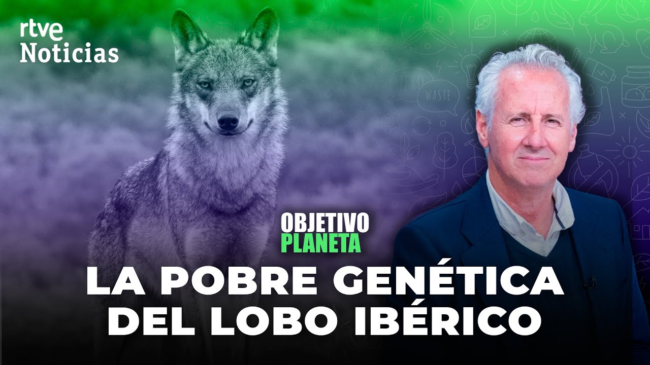 LOBO IBÉRICO: LORENZO MILÁ aborda la SITUACIÓN del depredador y homenajea al HOMBRE Y LA TIERRA