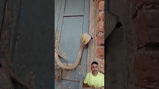 Cobra Sneaks In During Rain Stay Safe This Monsoon