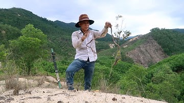 Hành trình đi đào cây sim tím về làm bonsai gặp nhiều dáng thế lạ - Săn tìm bonsai