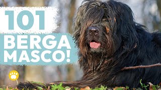 The Bergamasco Sheepdog 101 (Cane da Pastore Bergamasco)