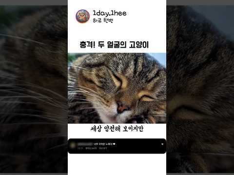 천사인 줄 알았는데 완벽히 속았습니다, 사고뭉치 고양이의 이중생활 thumbnail