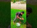 Rular fishing with bamboo method #fish #fishing #fishingvideo #bambofishing