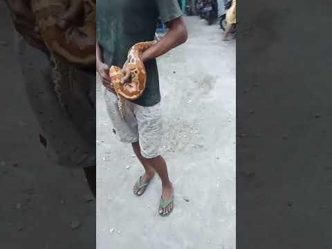 Ular Dipong Jinak di tangan pawang