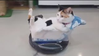 Countdown to Caturday: Cat Rides Roomba