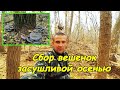 Сбор вешенок засушливой осенью #взрослыеидети