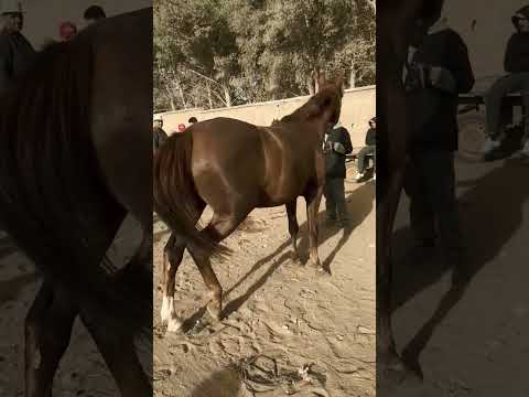 العودة المليح الله يبارك او مشاء الله