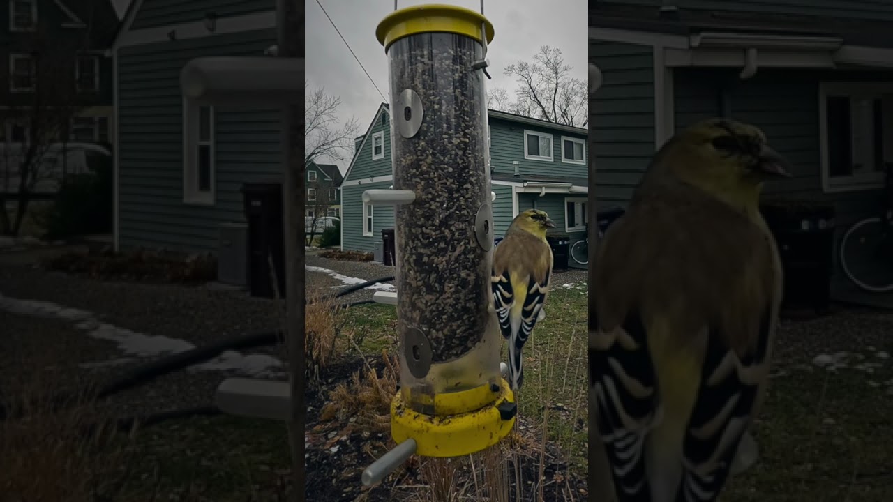 Peaceful Visit: A Lone Yellow Finch at the Feeder Today