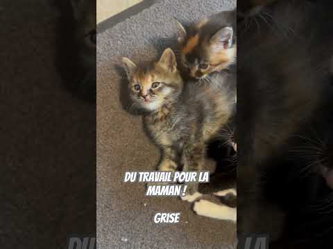 Chatons à 6 semaines … ça bouge bien et ça donne du boulot à la maman et à la voisine (blanche)