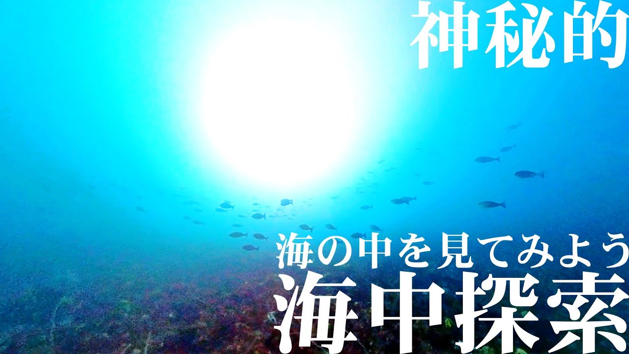 海の中 海中映像】海の中を見てみよう！ポイントも大公開！ - YouTube
