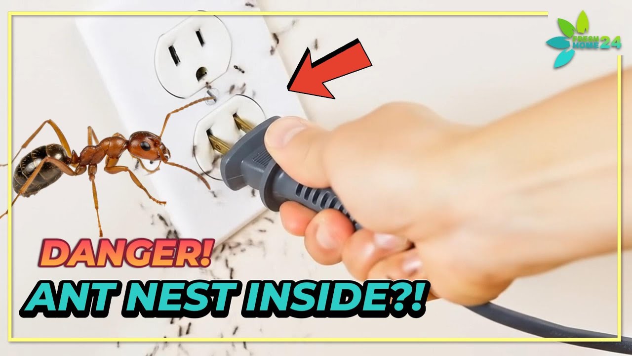Ants in Your Wall Socket? Here’s What’s Really Happening - YouTube