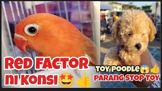 #bocaue petmarket#Red factor ni konsi#2 red factor ni boss Marvin#quality toy poodle ni boss dean