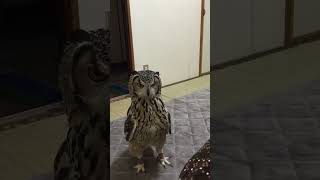 Funny Owl Intrigued By Stuffed Rat